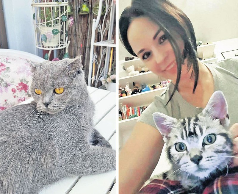 Ele sunt Fistic și Tigruța, pisicile vedetei...