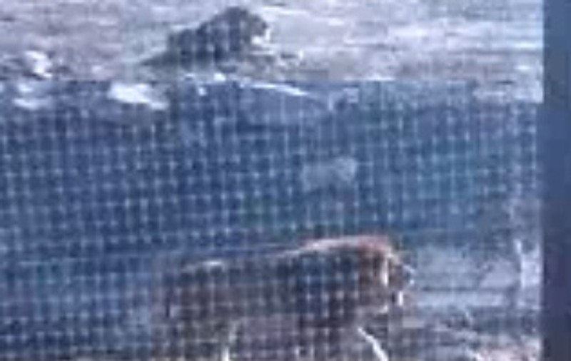 Video | Leii din Oradea au făcut primii paşi pe iarbă, în Anglia