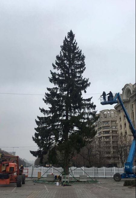 Nn brad de 30 de metri va fi adus în Piața Constituției