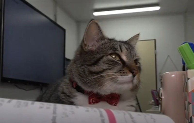 Motanul Mișu, vedeta unui liceu din România: elevii fac liniște în timpul cursurilor ca să îl lase să doarmă. „Este mascota școlii”
