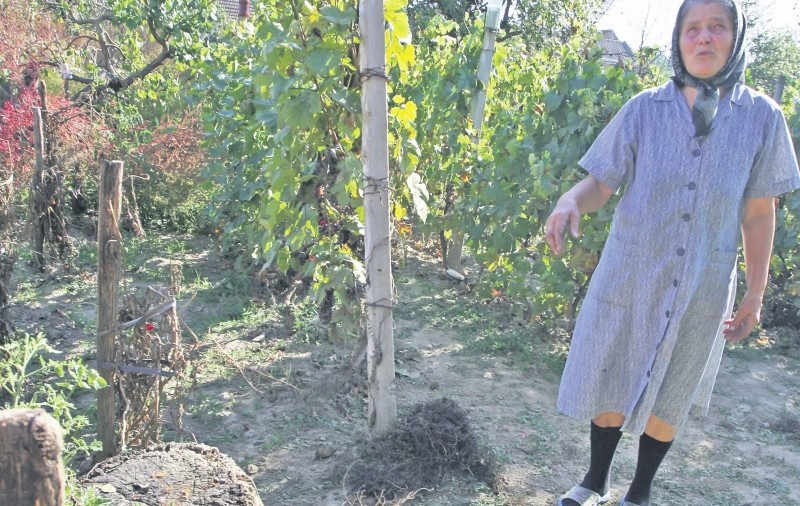«Mio ştie să şi sape»