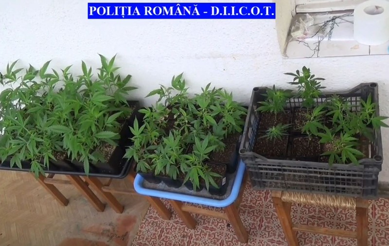 Cultură de canabis, descoperită în beciul unei case din Târgu Mureş. Un bărbat a fost arestat preventiv pentru 30 de zile