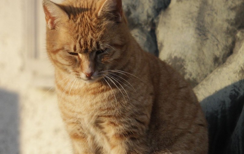 Asta da STUDIU: Cina de Crăciun este dăunătoare animalelor de companie