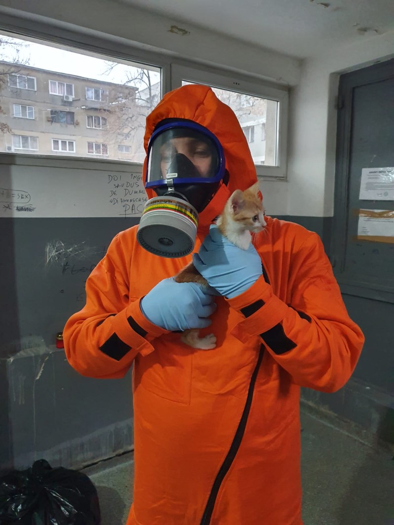 Bella, pisica Ionelei salvată din blocul de pe Strada Miorița 8. Sursă foto: ISU Timiș.