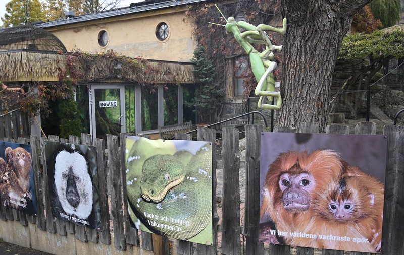 Cobra regală "Houdini" a evadat din nou de la grădina zoologică din Stockholm. Avantajul care i-a permis să dipară de două ori în câteva zile