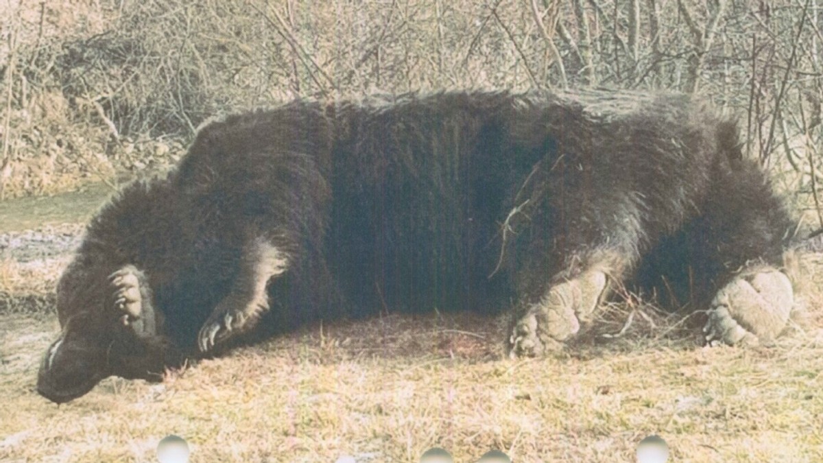 Ursul Arthur împușcat. Foto: Agent Green