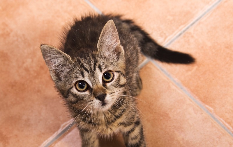 CE CRED PISICILE DESPRE OAMENI! Dacă ai o felină acasă TREBUIE SĂ ȘTII ASTA