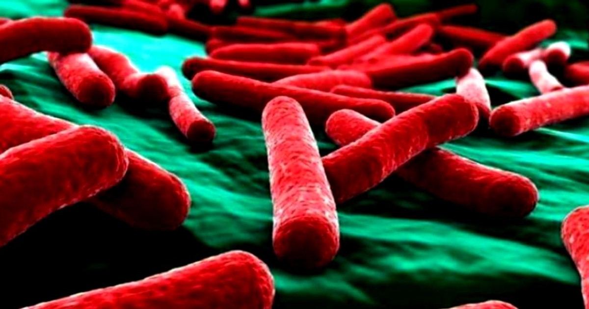 Ce este bacteria listeria. Bacteria listeria, într-o reprezentare 3D