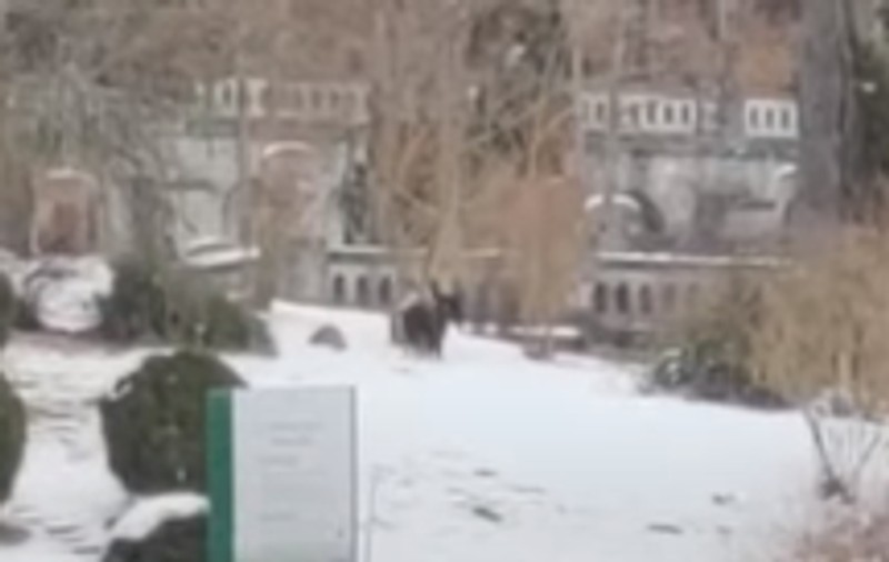 Un nou mesaj Ro-Alert la Sinaia: A fost semnalată prezența unei ursoaice cu pui, în zona Castelului Peleș