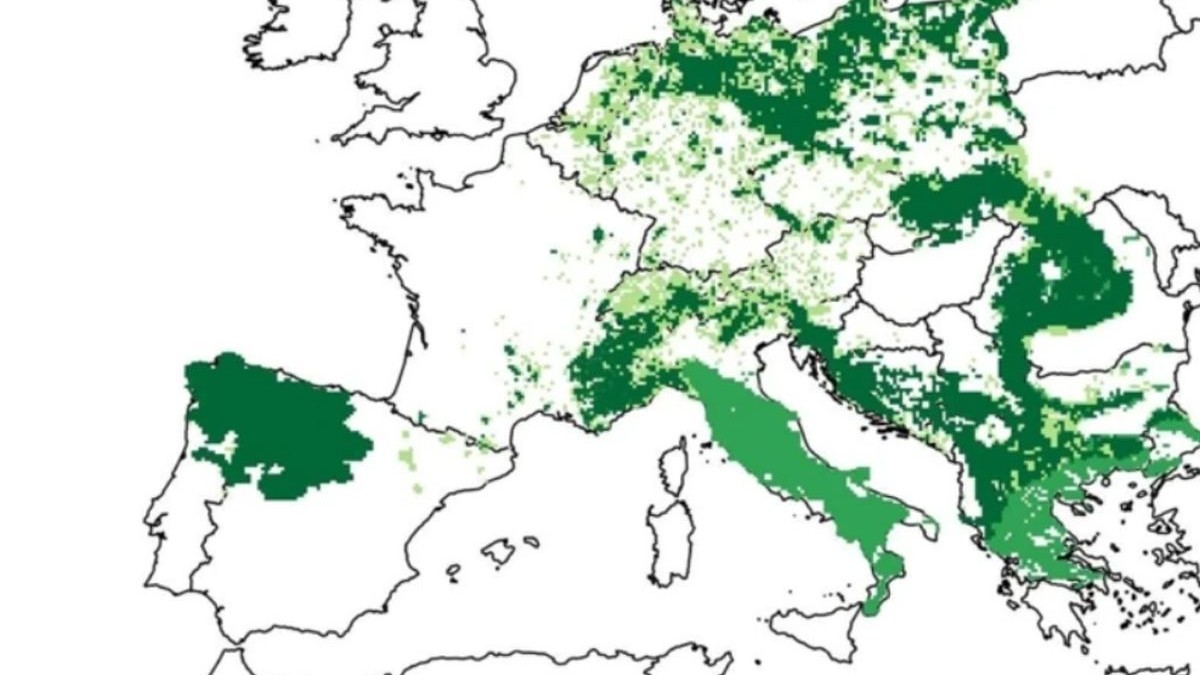 Harta Europei care arată prezența lupilor în diferite țări, prin prezență masivă colorată cu verde închis până la lipsă sau prezență slabă, semnificată prin verde deschis