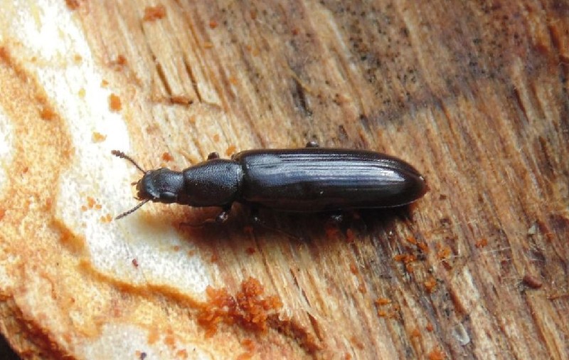 O insectă rară a fost descoperită la Cernobîl. De ce este importantă pentru știință