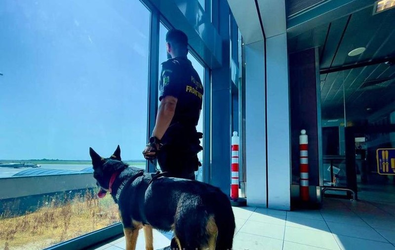 Câinele Ebasa, erou pe Aeroportul Otopeni: A depistat peste 4.000 de pachete de țigări de contrabandă în trei bagaje