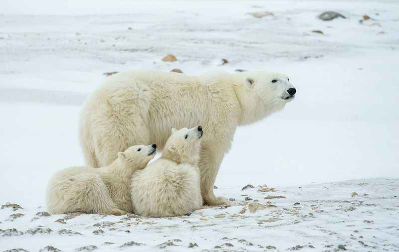 Curiozități despre ursul polar