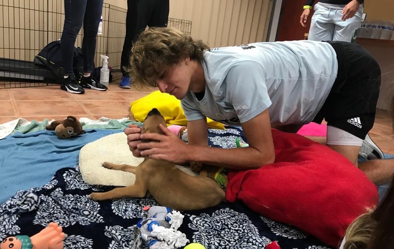 Alexander Zverev jr. a adoptat un cățel la Miami | GALERIE FOTO&VIDEO