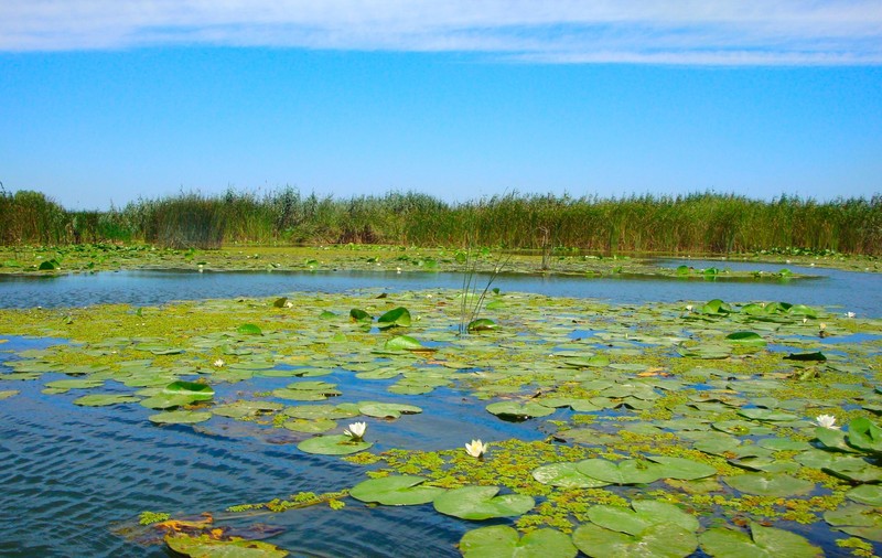 Delta Dunării, muzeul naturii de explorat în această primăvară! (PUBLICITATE)