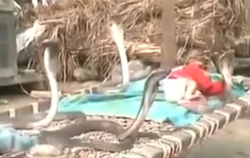 ATENŢIE, IMAGINI ŞOCANTE! ŢI SE FACE PIELEA DE GĂINĂ! PATRU COBRE AU ÎNCERCUIT UN BEBELUŞ! URMAREA TE VA ULUI! VIDEO