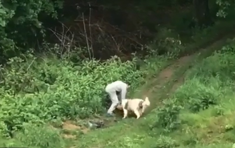 VIDEO | Scene de coșmar la Pitești: câinii au atacat o căprioară. Ce a făcut stăpânul acestora cu animalul rănit