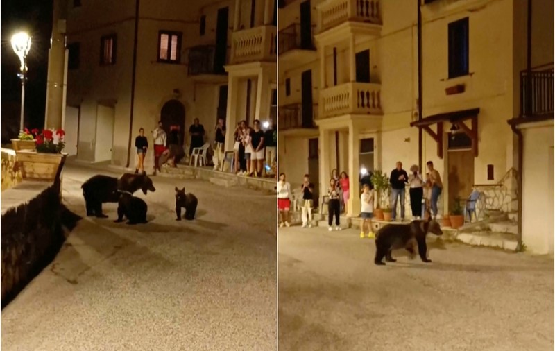 Val de indignare în Italia după uciderea unei ursoaice cu doi pui