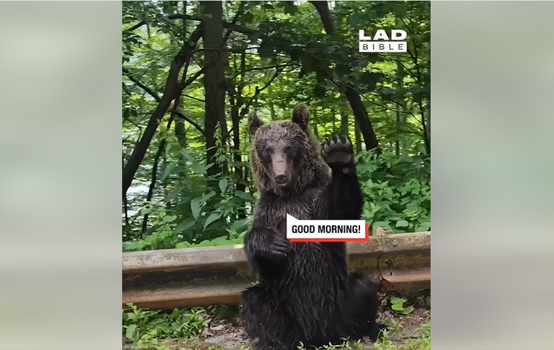 VIDEO. Un urs din România a devenit viral pe Facebook, cu milioane de vizualizări. „Bună dimineața, să aveți o zi frumoasă”