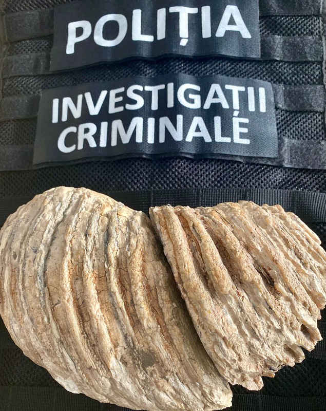 Molar de mamut vechi de 10.000 de ani, scos la vânzare pe internet de o femeie din Neamț care credea că e o piatră decorativă