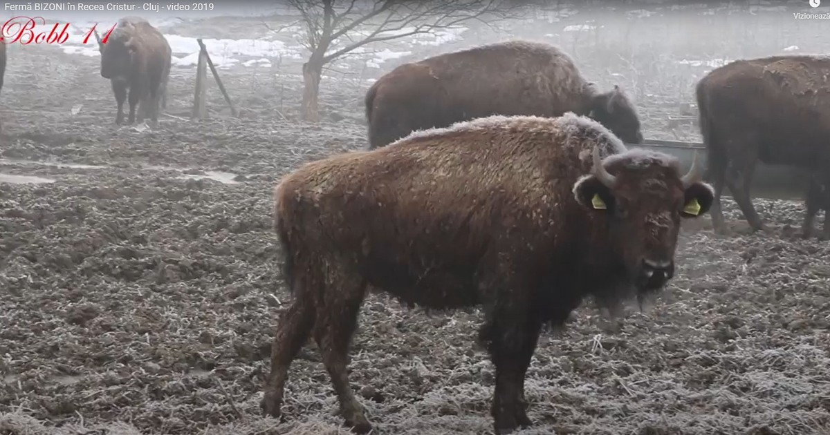 Sute de animale au fost lăsate să moară la ferma de bizoni din Recea-Cristur, județul Cluj, una dintre cele mai mari din Europa, care a fost deschisă în 2013 de fostul chestor Toma Rus. Absolvent al Academiei SRI