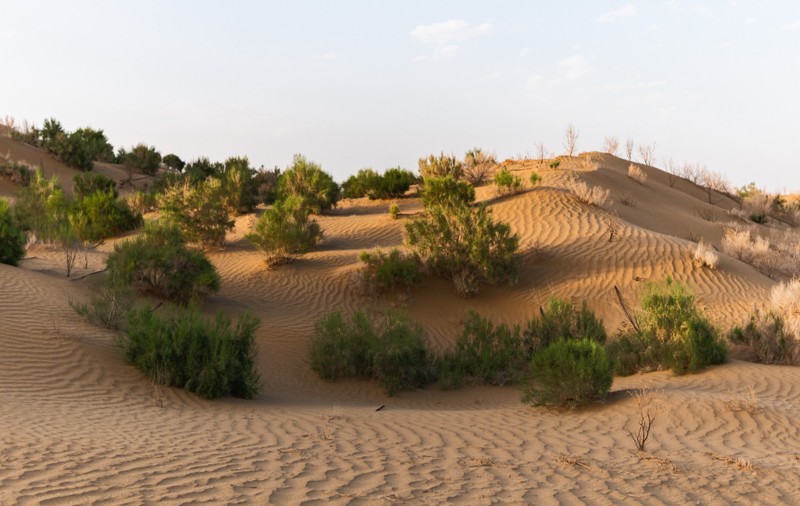 China a plantat așa de mulți copaci în deșertul Taklamakan, încât ecosistemul stochează carbon la niveluri-record