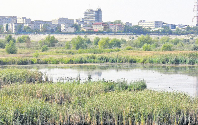 Delta Bucureştiului, parc protejat | foto