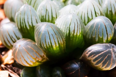 Haworthia cooperi
