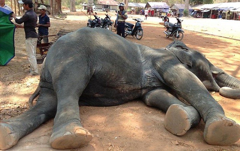 Un elefant a murit din cauza epuizării, după 15 ani în care a fost obligat să transporte turişti