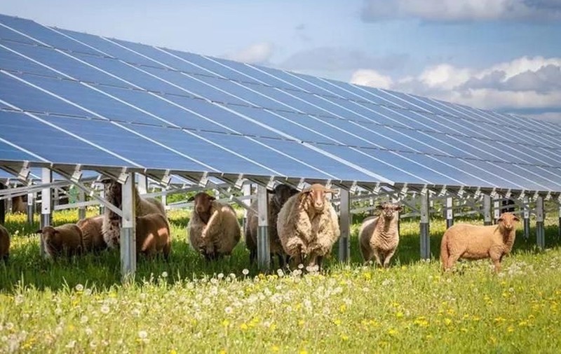 Nemții construiesc un parc agrivoltaic de aproape 100 MW în județul Bihor. Cum sunt montate panourile solare