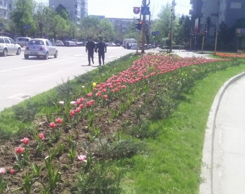 Poliţiştii din Slatina, scoşi în stradă să păzească lalelele şi magnoliile! FOTO