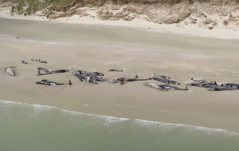 VIDEO | Peste 140 de balene au eșuat pe o plajă din Noua Zeelandă. Autoritățile sunt îngrijorate