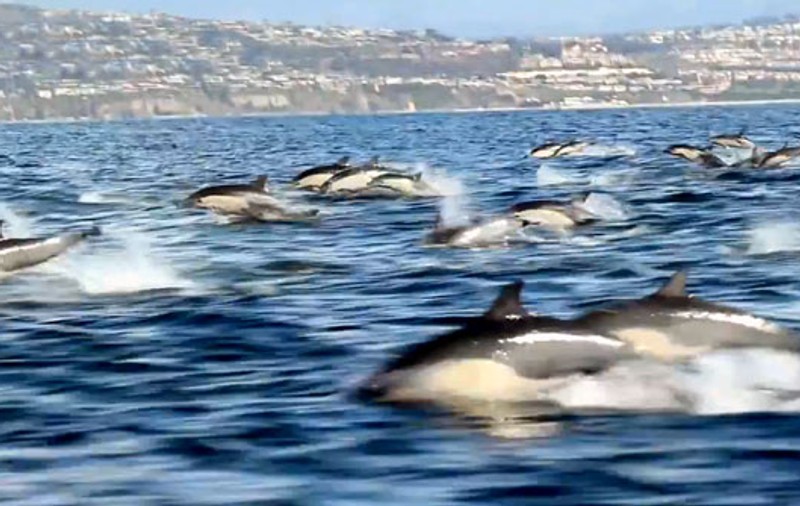 IMAGINI INCREDIBILE! O ”ARMATĂ” de DELFINI a ”INVADAT” APELE Californiei! VIDEO