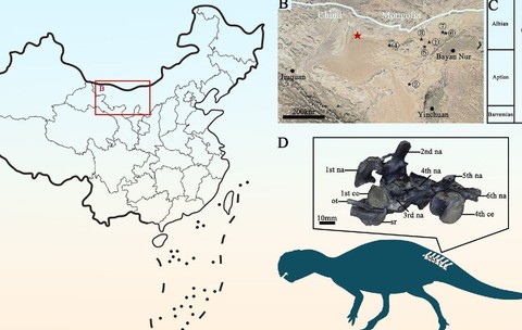 Fosila 208GPV01 din Formațiunea Bayan Gobi din bazinul Yin'gen-Ejinaqi, China. Foto: Li et al ., doi: 10.1016/j.hisbio.2026.100044.
