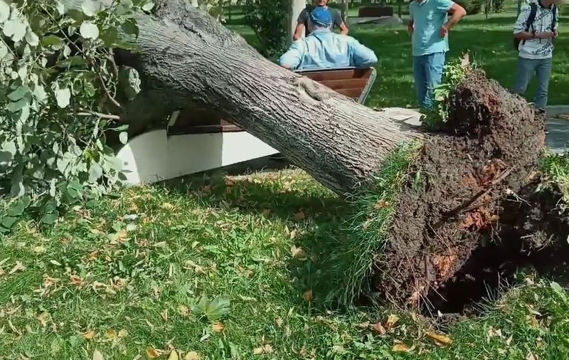Un copac s-a prăbuşit peste un bărbat care stătea pe o bancă într-un parc din Slatina. Polițiștii au deschis dosar penal