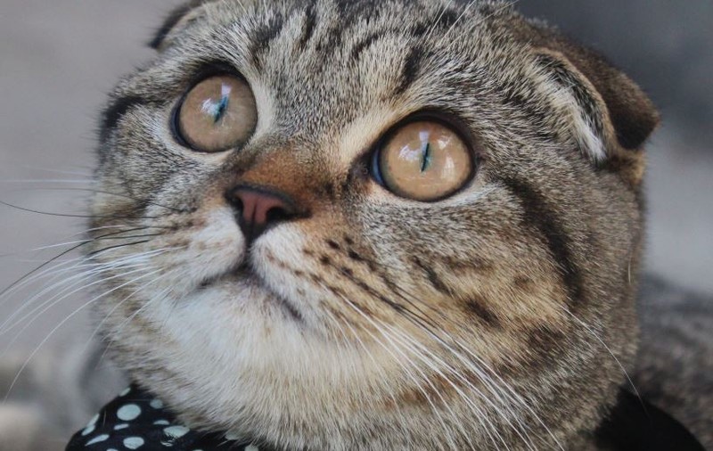 Ziua internațională a... PISICII! Uite o colecție de imagini cu feline superbe | FOTO & VIDEO
