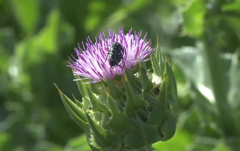 Te-ai fi gândit să cultivi scaieți, în loc de roșii sau castraveți? Ciulinii Bărăganului au îmbogățit un fermier din Ialomița