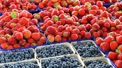 Obst aus landwirtschaftlicher Kultur Frisch gepflückte Erd- und Heidelbeeren in einer kleinen Schale *** Farm-grown frui