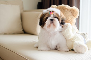 Câini mici potriviți pentru apartament -Shih Tzu