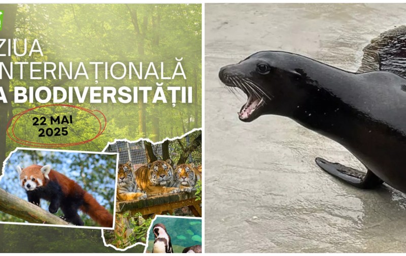 Zoo Brașov celebrează Ziua Internațională a Biodiversității cu ateliere și tururi ghidate: „Vrem să inspirăm vizitatorii să devină ambasadori ai naturii”