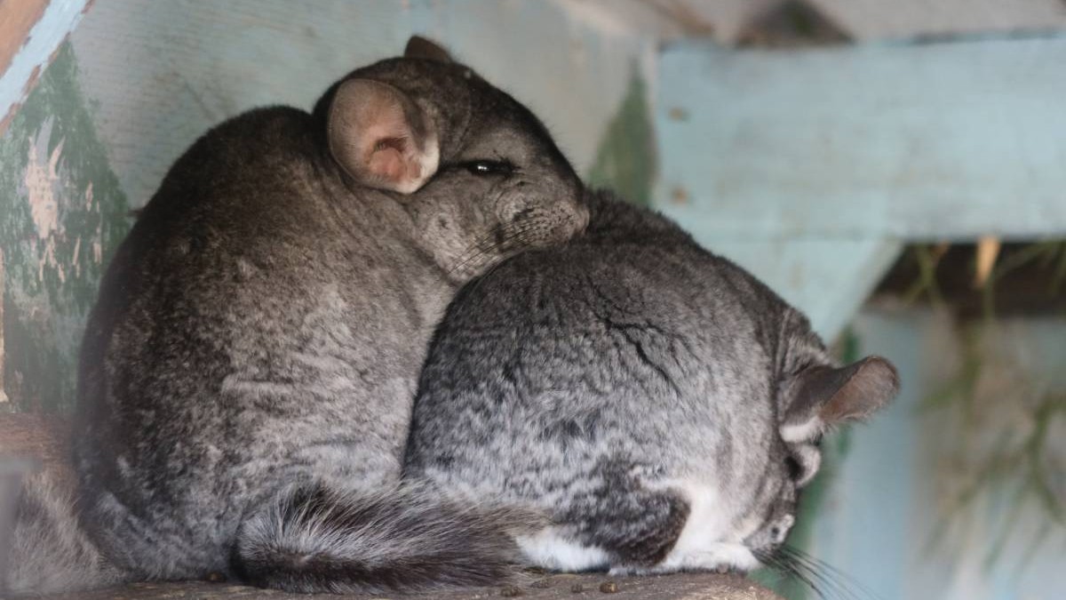 Două chinchilla care stau într-o cușcă la o fermă de animale pentru blană