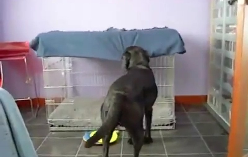 Cel mai deştept câine! Ştie să facă ceea ce doar un om ar putea | VIDEO