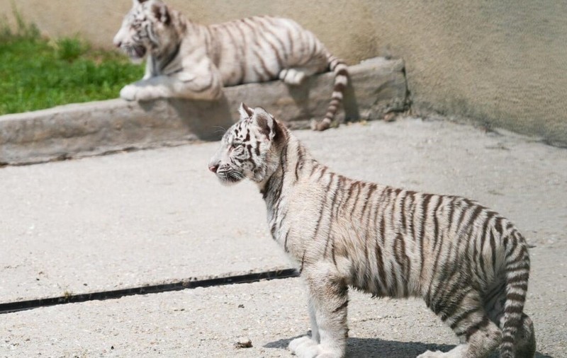 Tigrul bengalez din Craiova a murit după ce a mâncat otravă pentru șobolani: nu a înghițit o jucărie sau plastic