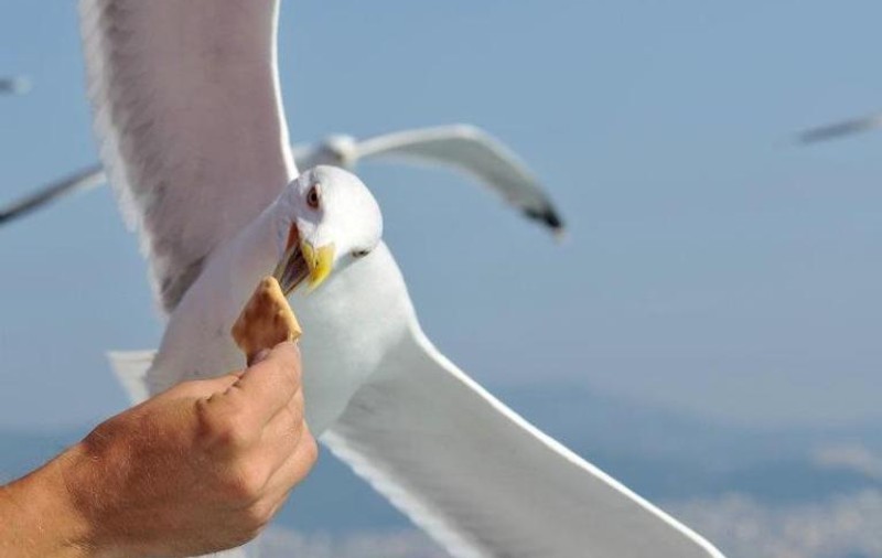ULUITOR! Aşa ATACĂ pescăruşii în GRECIA!