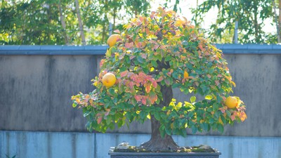 Gutui Japonez- plantare, ingrijire