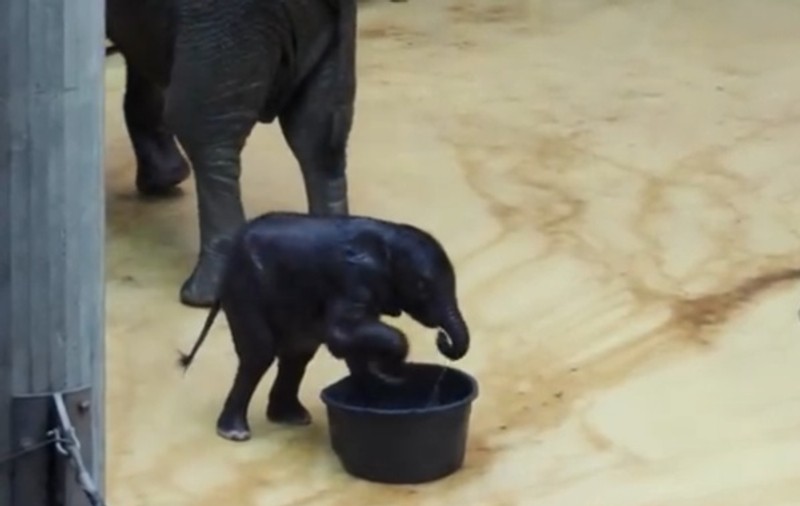 Cel mai drăguţ pui de elefant, LA PRIMA LUI BAIE! Uite cum reacţionează | VIDEO