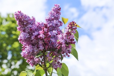 Liliac în floare