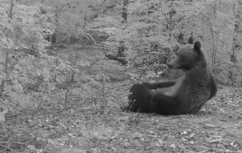 Un urs a fost surprins în timp ce se relaxează într-o pădure din Parcul Național Putna Vrancea | VIDEO