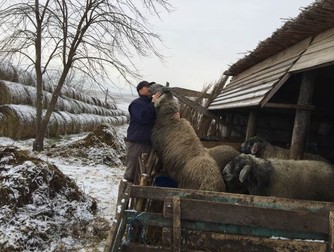 Karakul de Botoşani