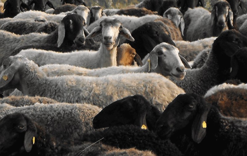 Salariul pe care îl câștigă un îngrijitor de animale la stat, în Botoșani